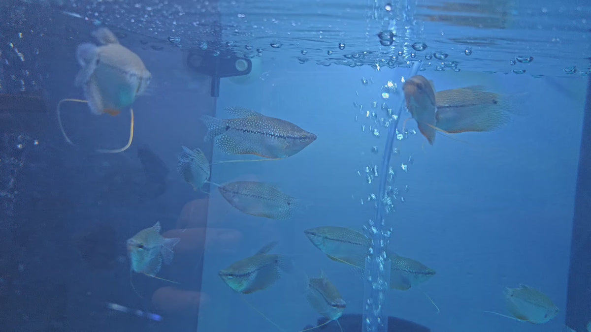 Pearl Gourami