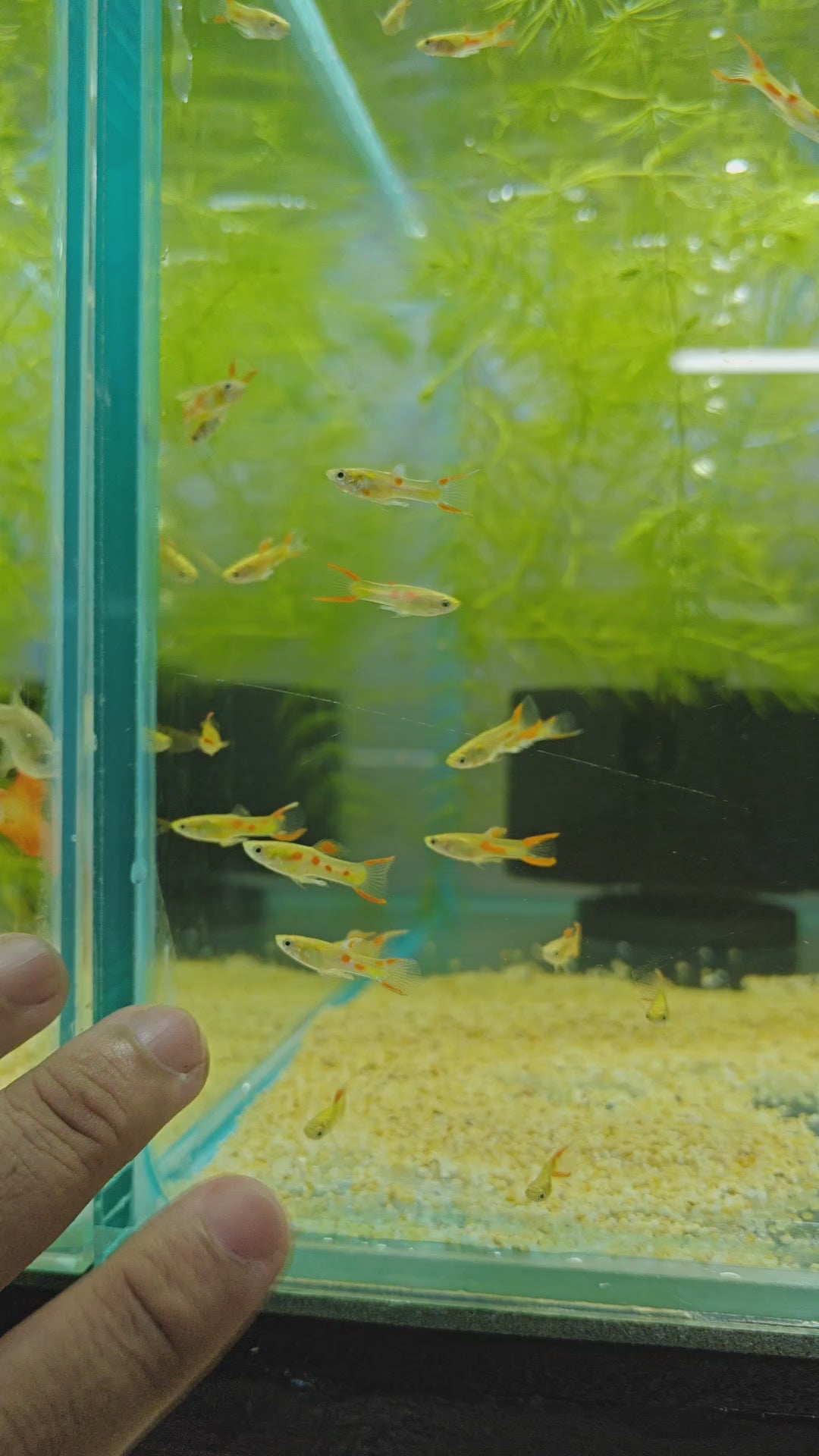 Golden Endler Guppy [ Male ]
