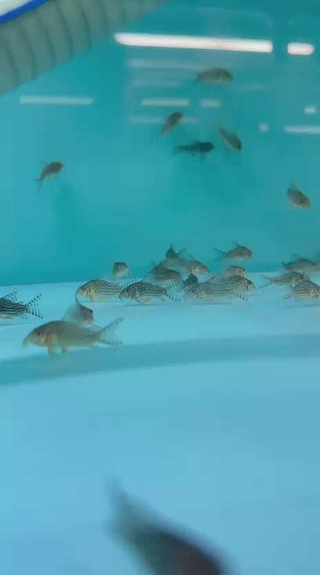 Sterbas Cory