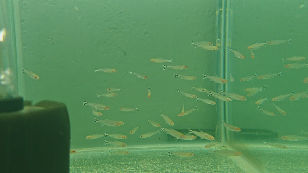 Rummy Nose Tetra