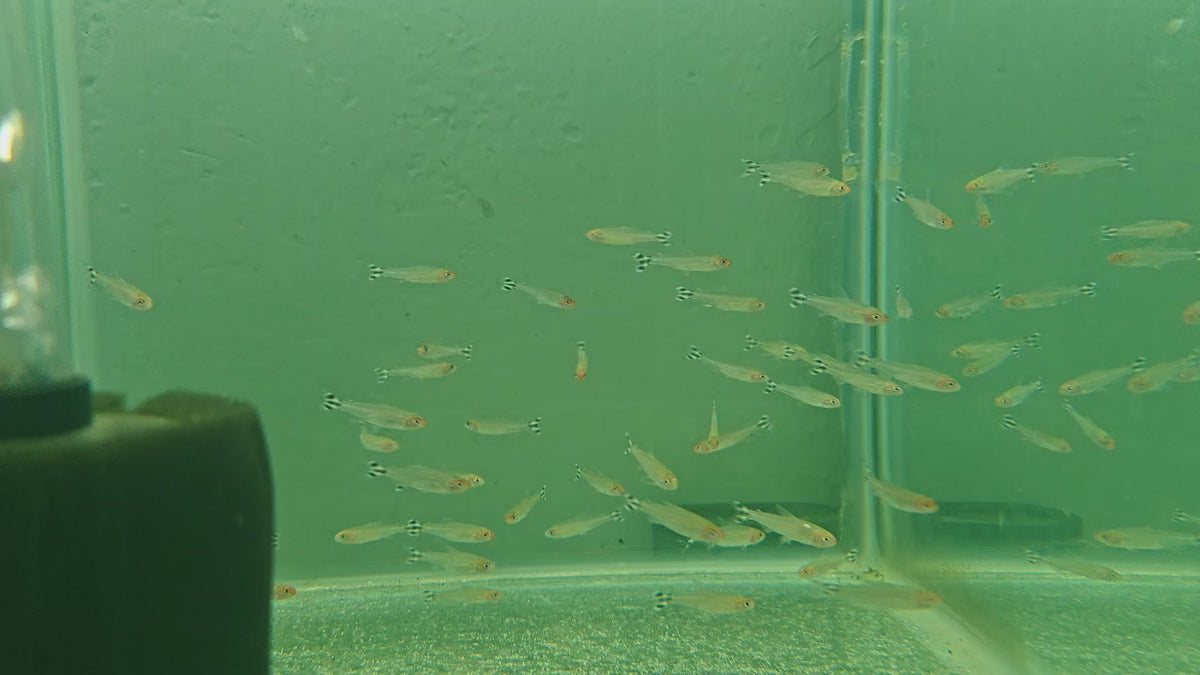 Rummy Nose Tetra