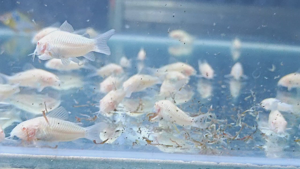 Albino Cory