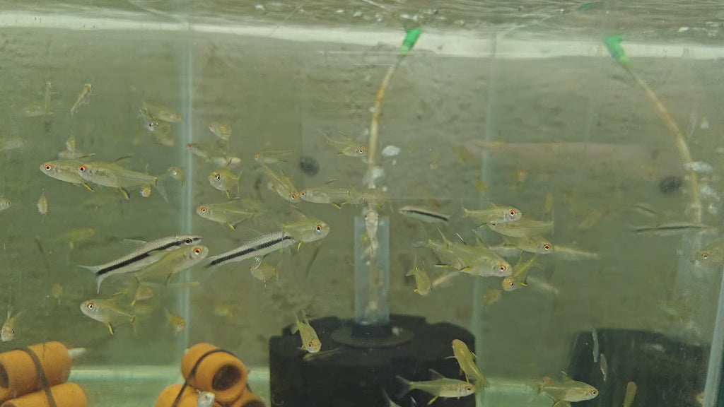 Lemon Tetra