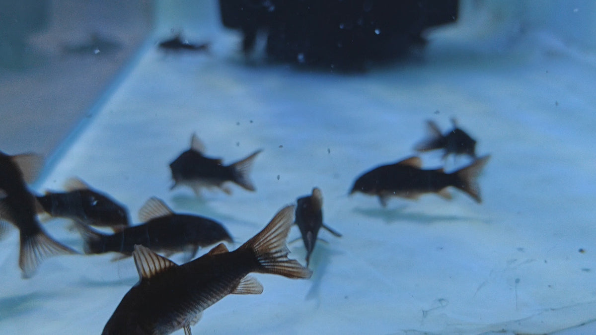 Black Venezuela Cory