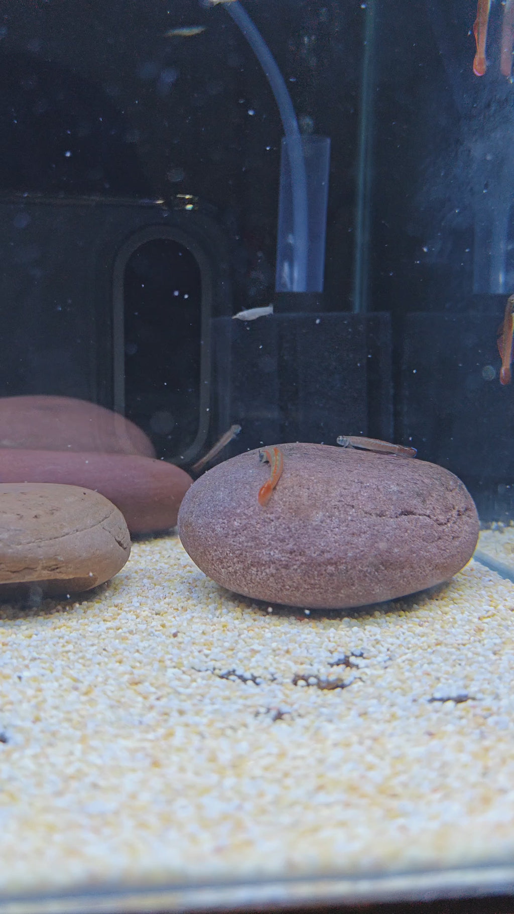 annie's goby