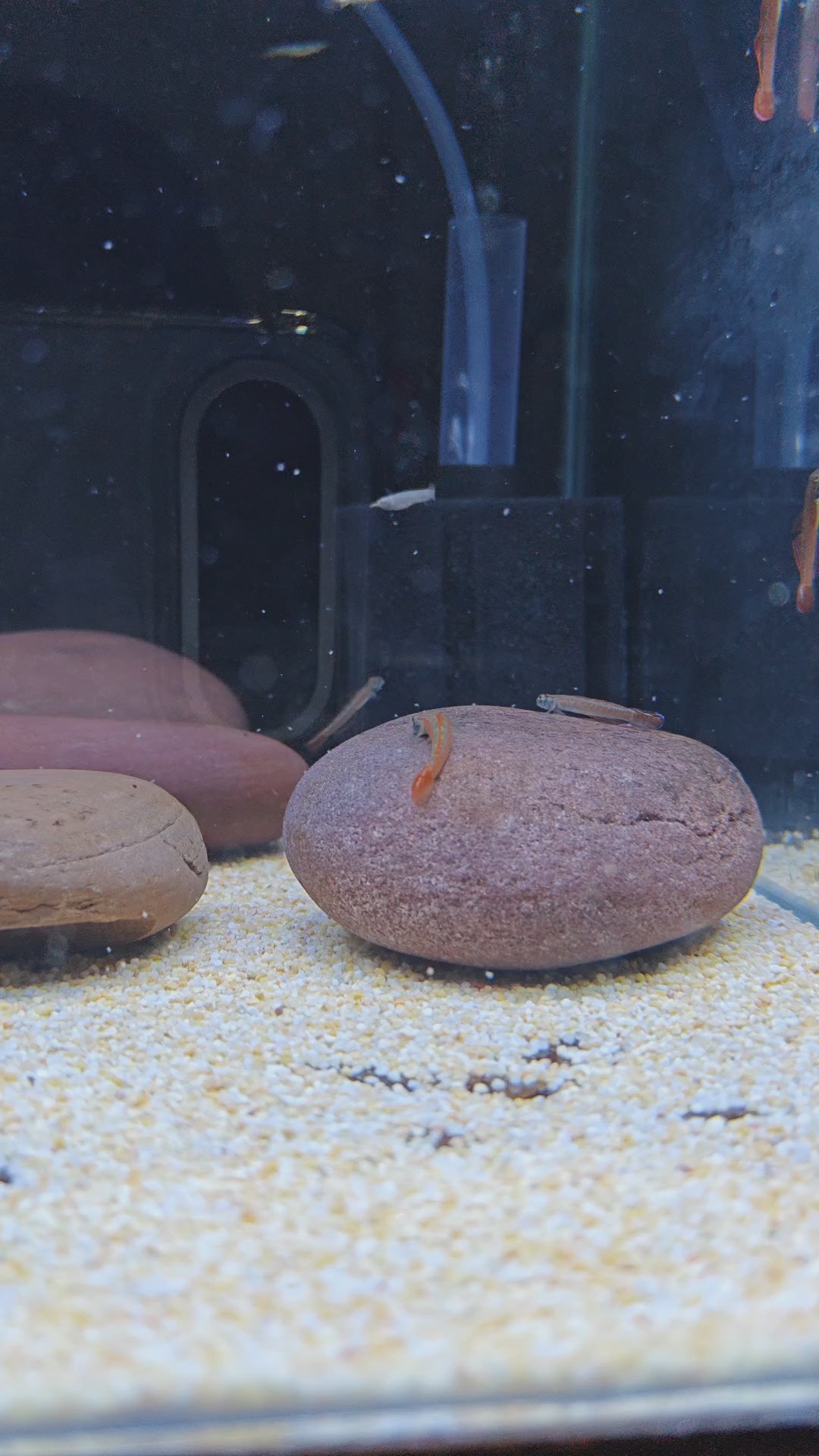 annie's goby