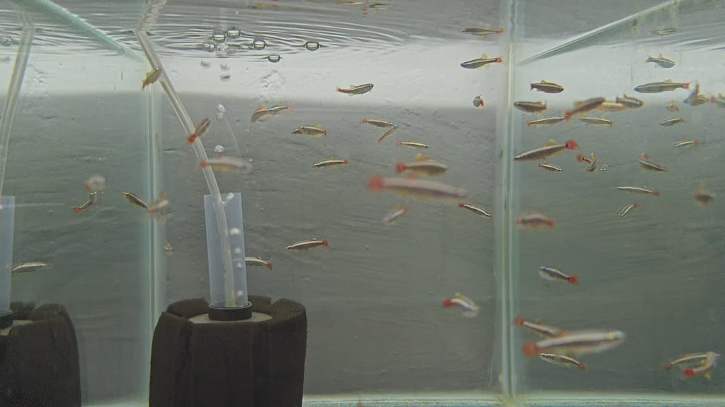 White cloud mountain minnow