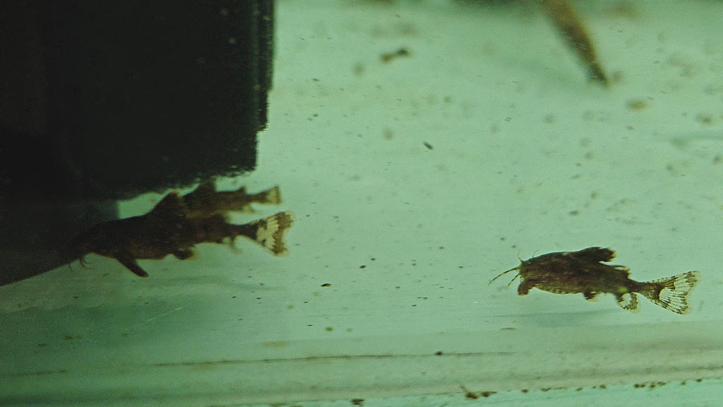 Anchor Catfish
