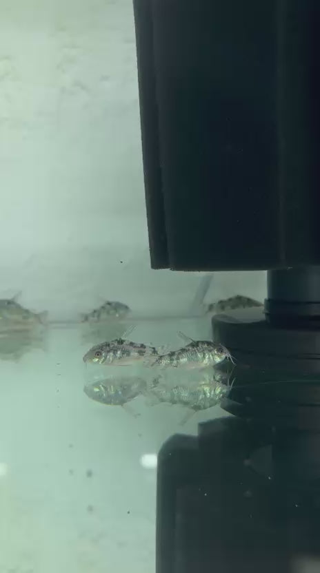 Peppered Cory