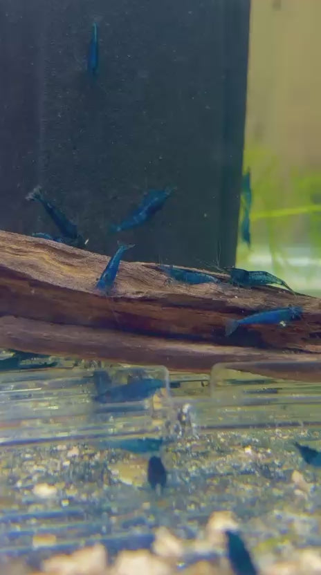 Dream Blue Shrimps