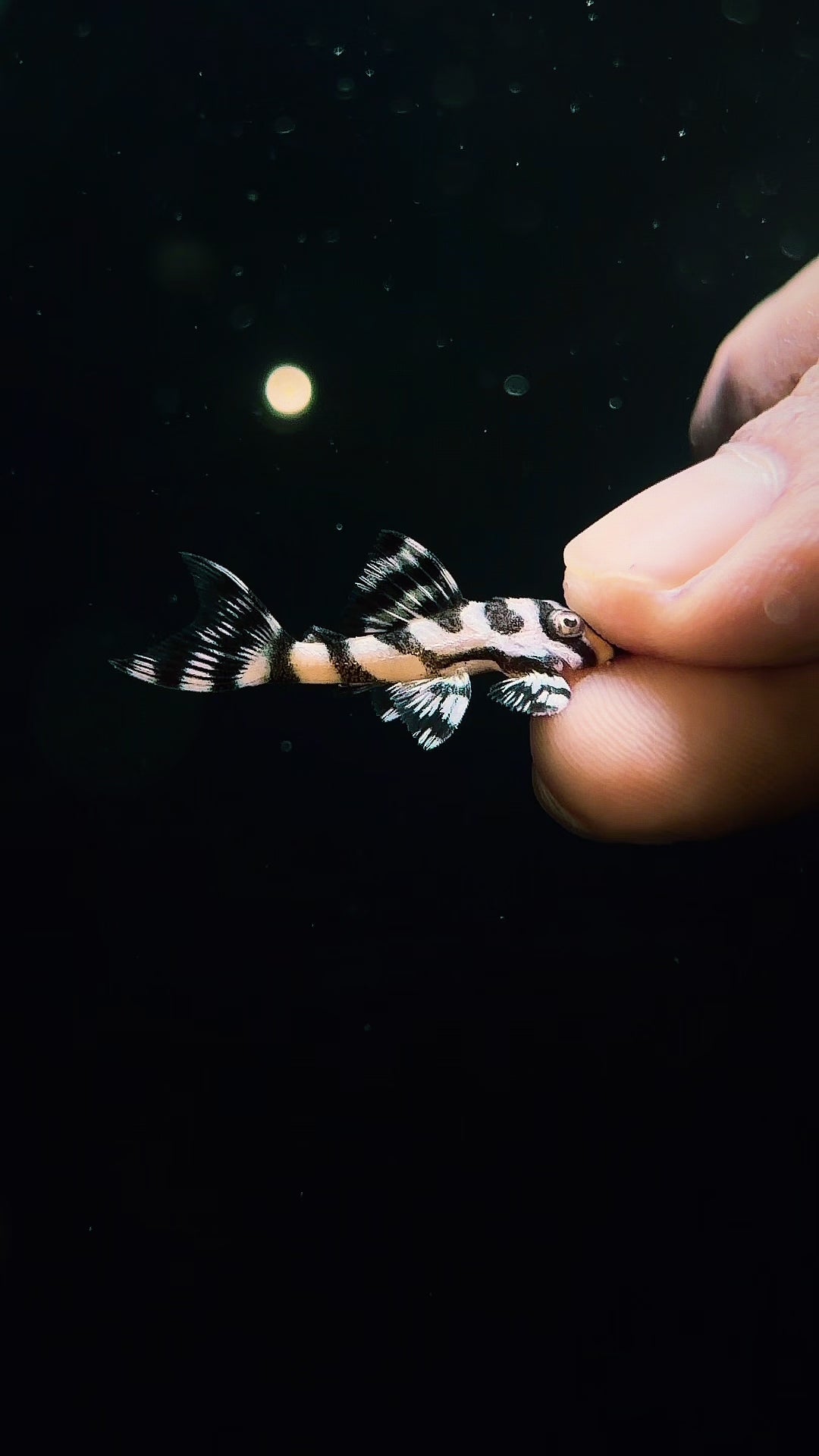 L236 (Super White) Pleco