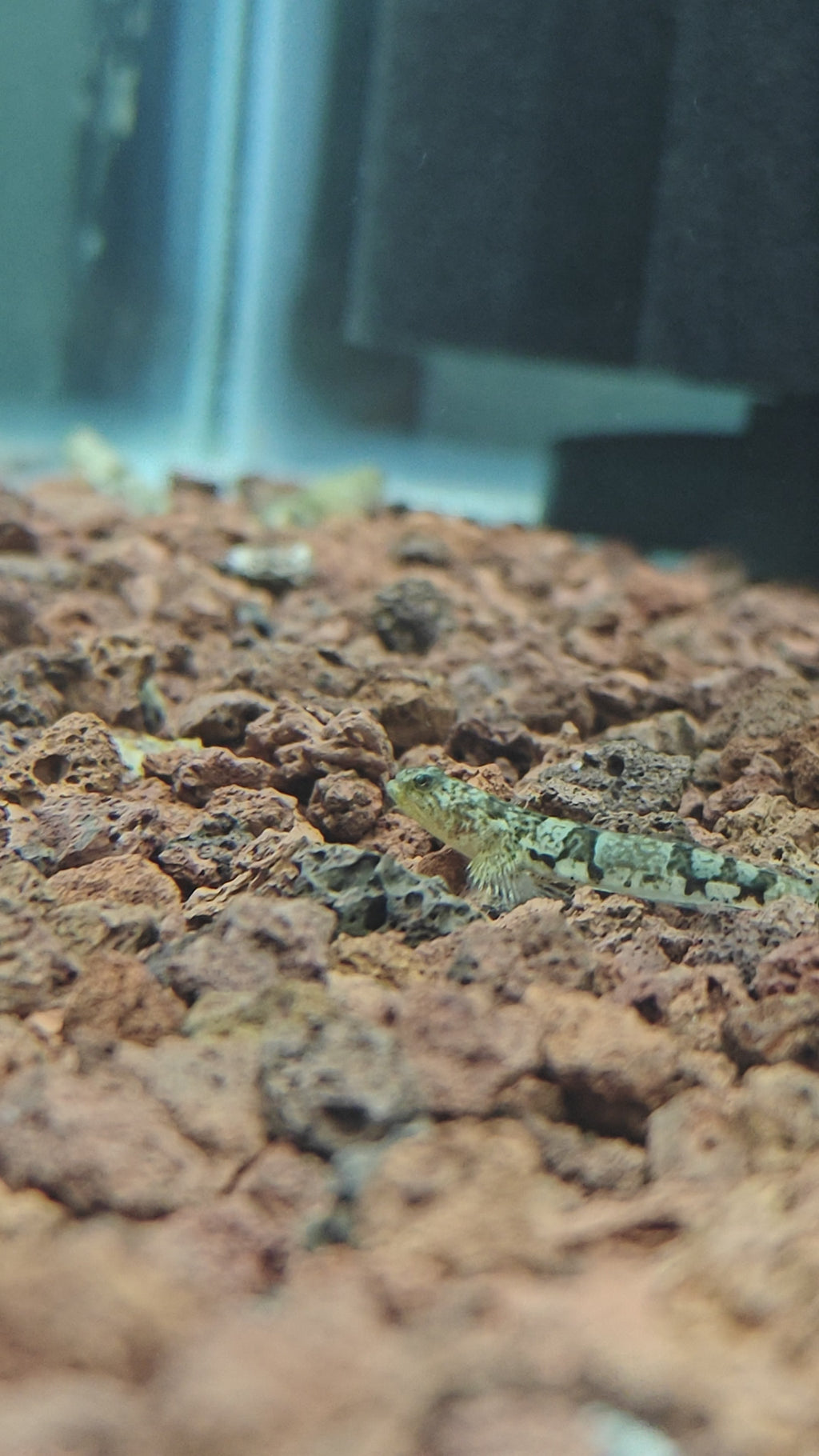 tiger goby