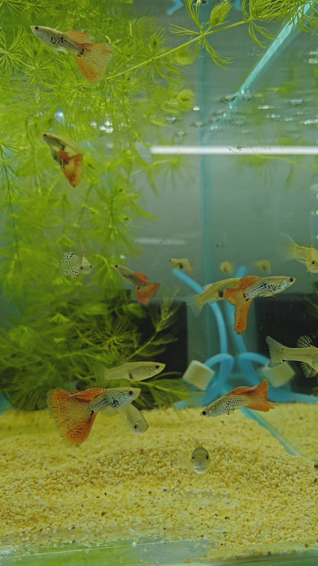 Red Snake Skin Guppy