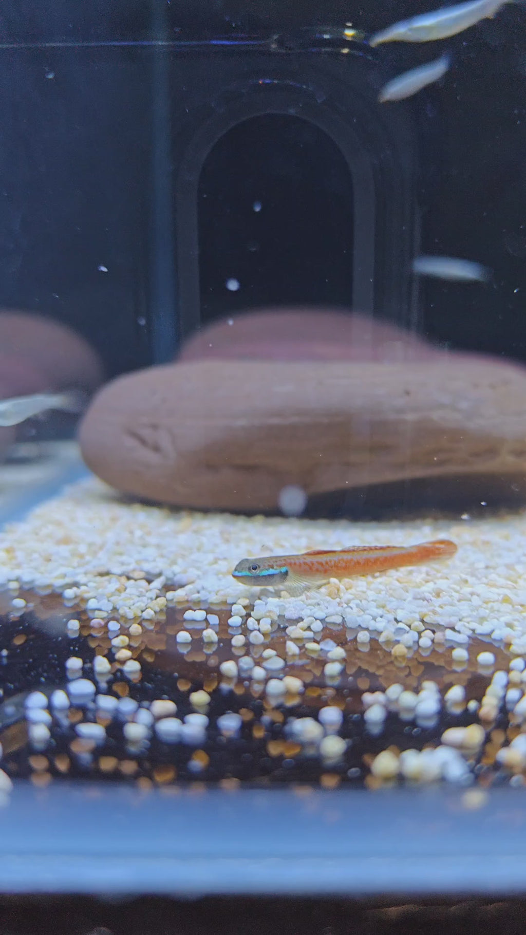 annie's goby