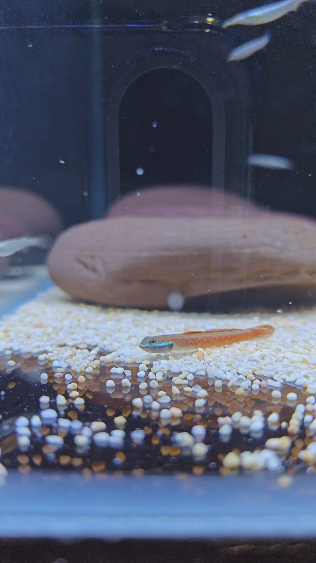 annie's goby