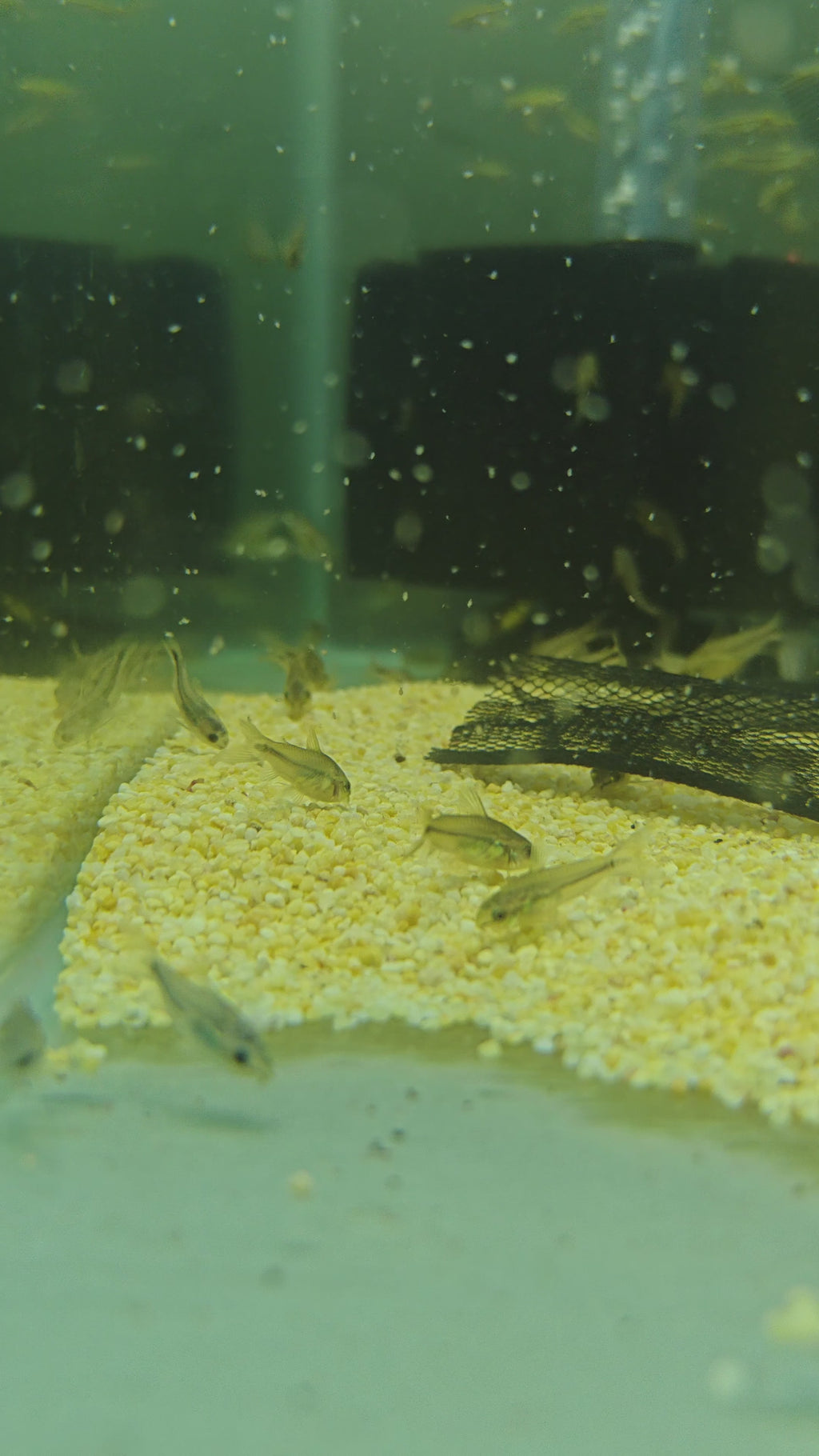 Pygmi Cory