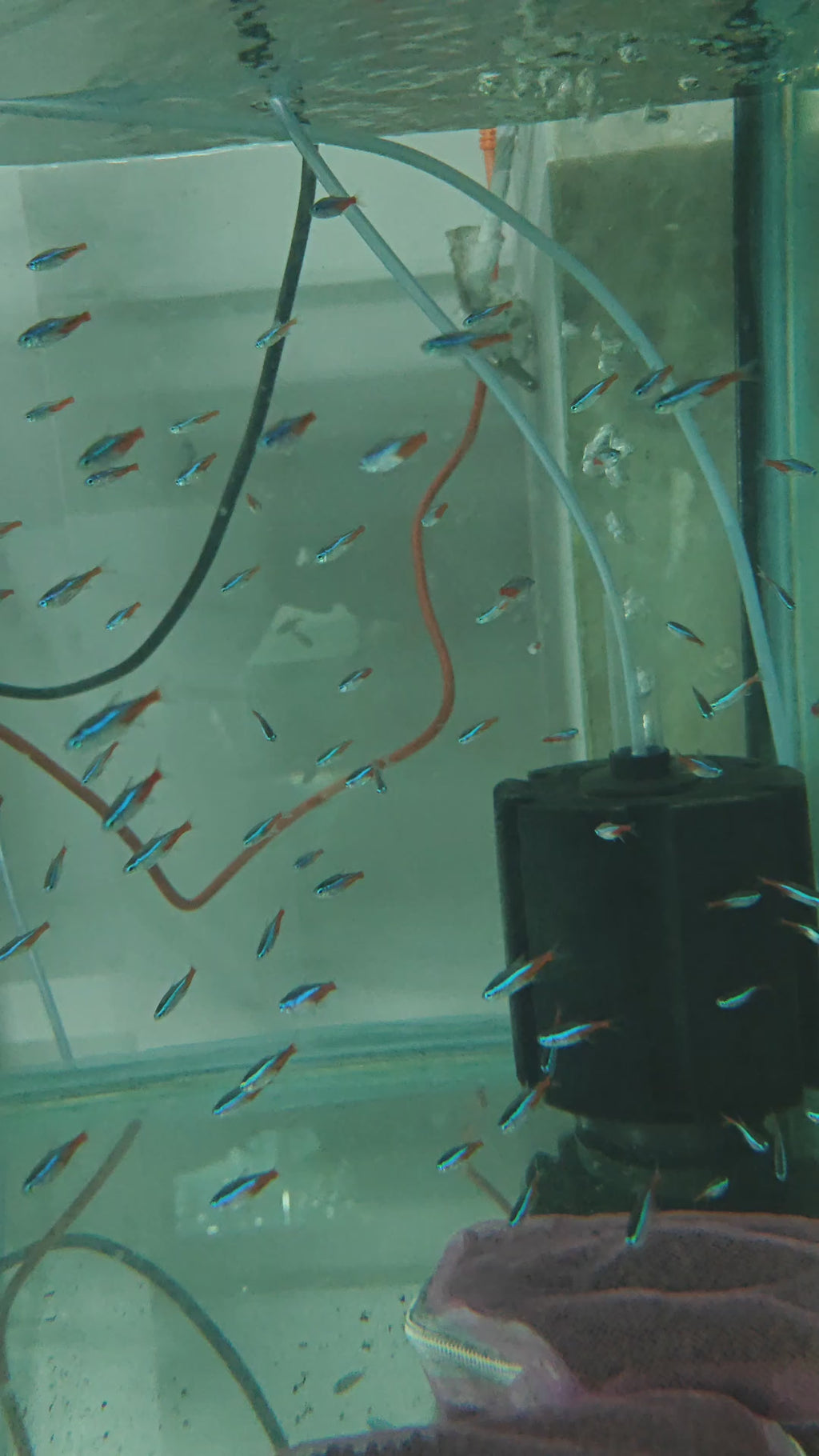 Neon Tetra [ Large ]