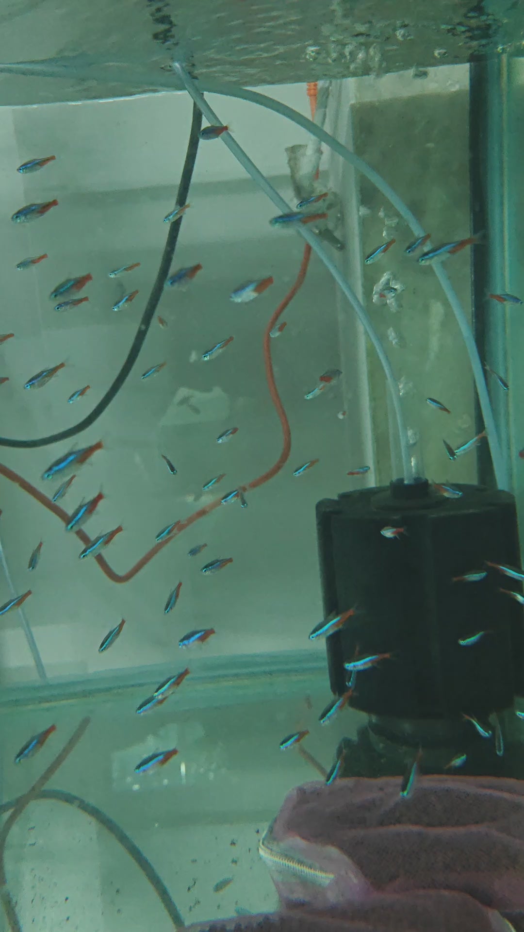 Neon Tetra [ Large ]