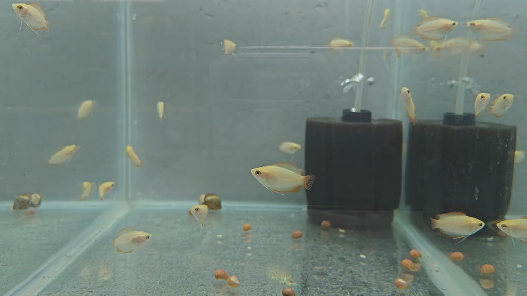 Golden honey gourami