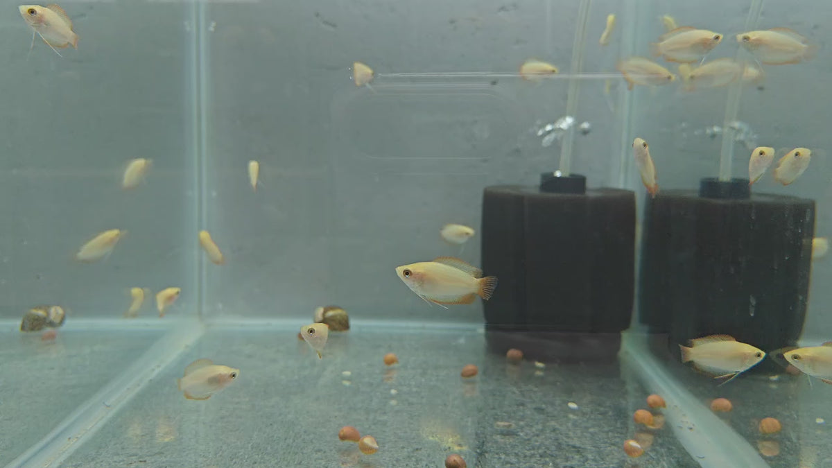 Golden honey gourami