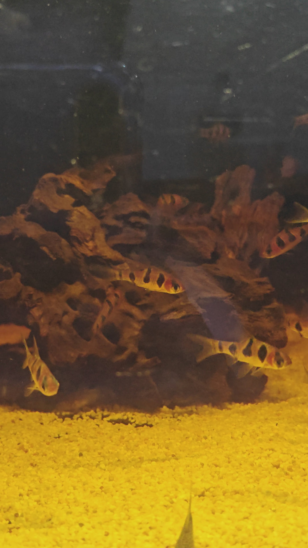 Snake Skin barb