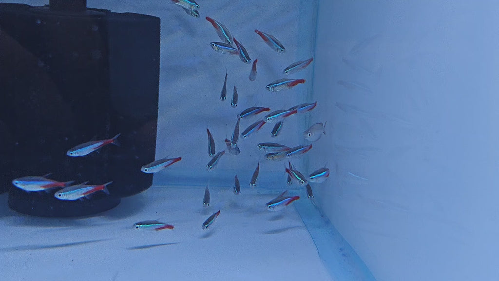 Neon Tetra [ Jumbo ]