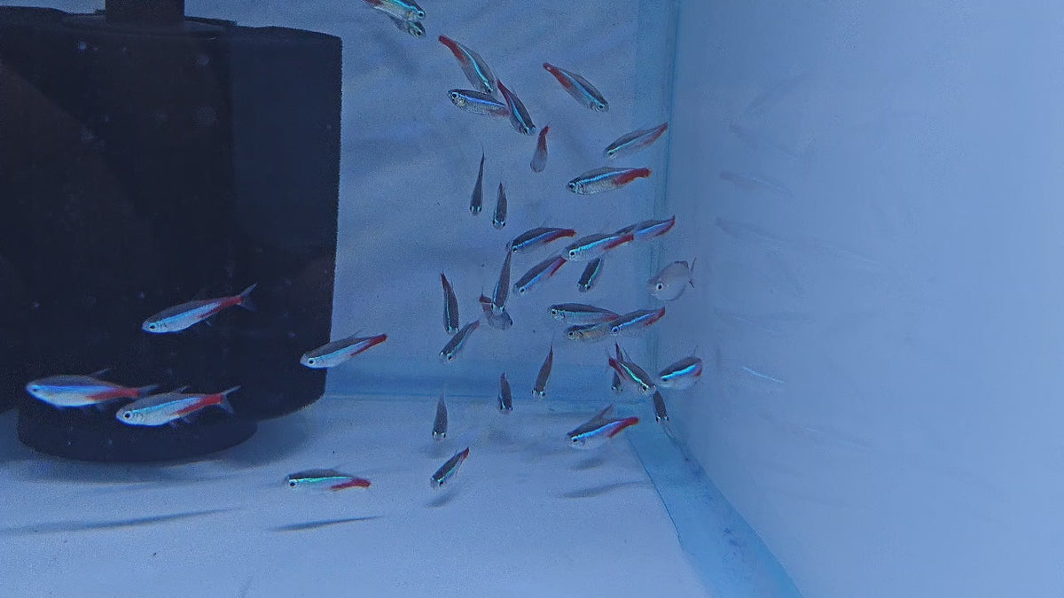 Neon Tetra [ Jumbo ]