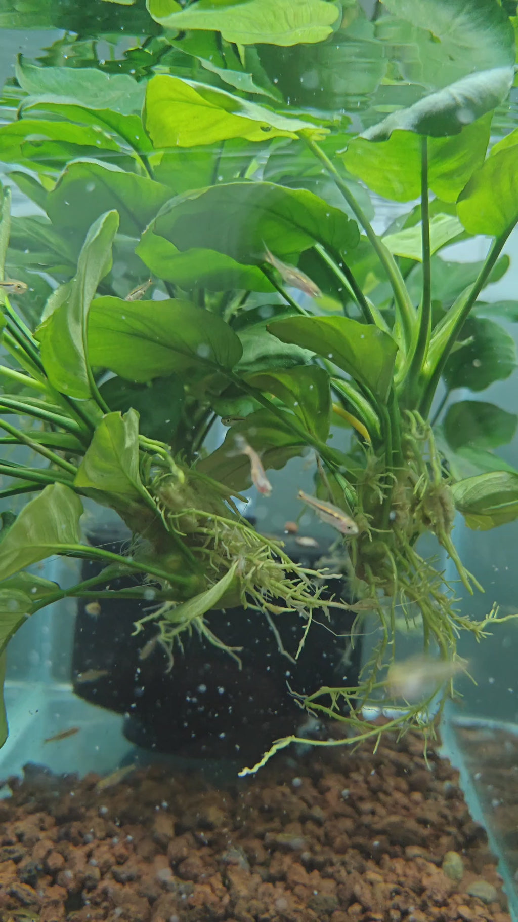 Least Rasbora