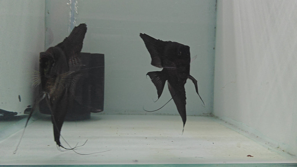 Black Angel pair