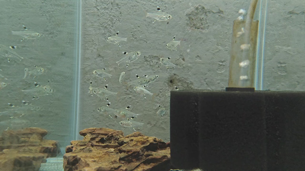 Pristella Tetra