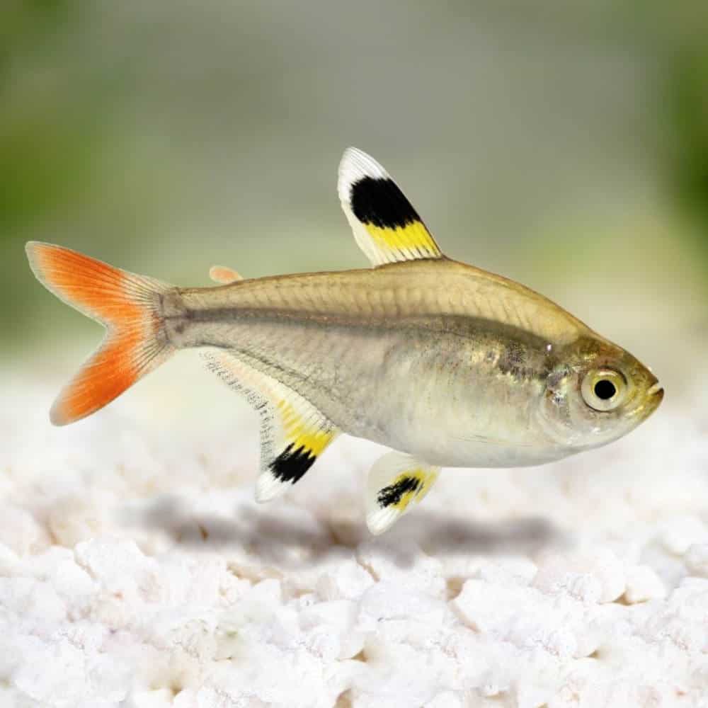 Pristella Tetra