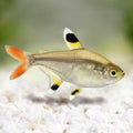 Pristella Tetra
