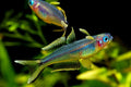 Forktail Rainbow Rainbow