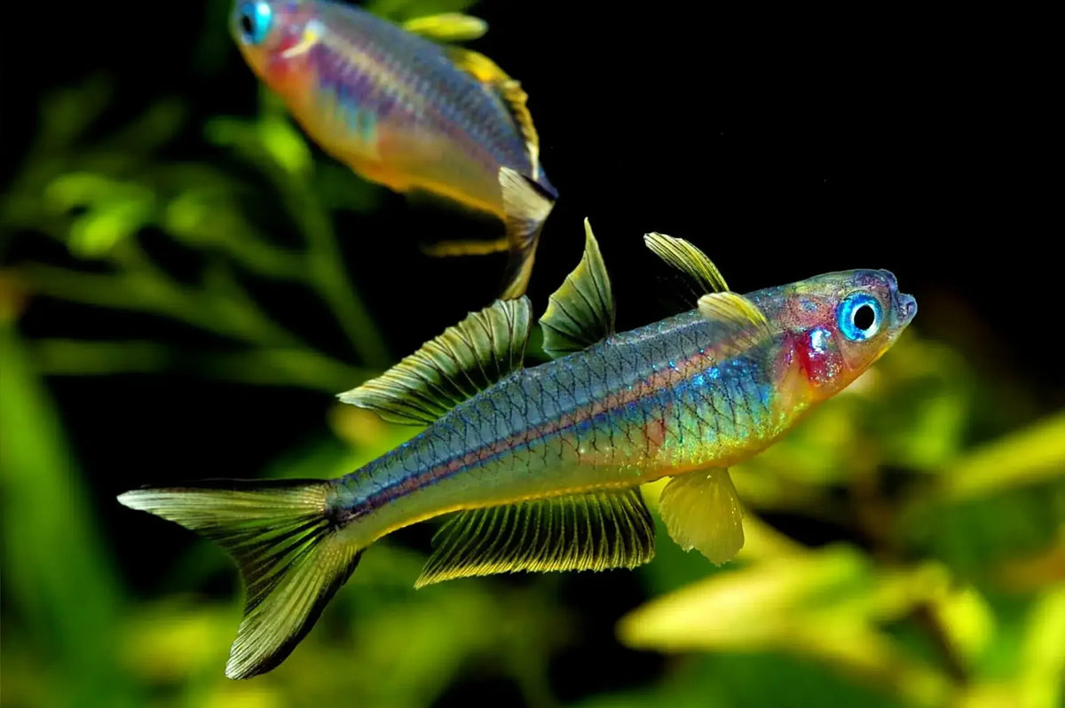 Forktail Rainbow Rainbow