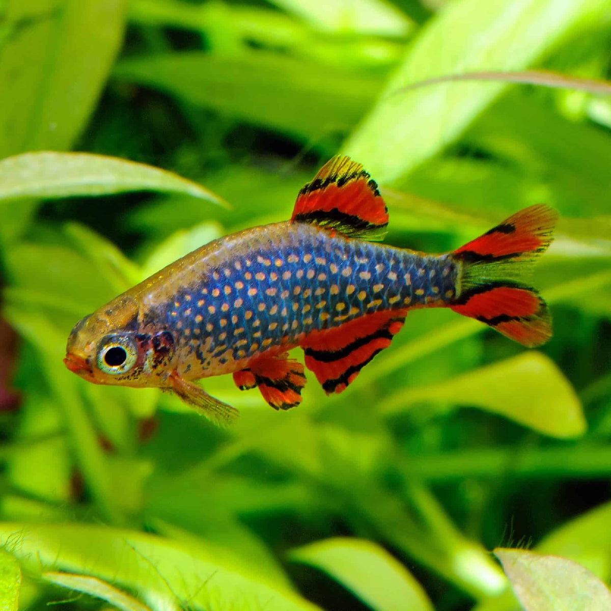 Galaxy Rasbora Rasbora