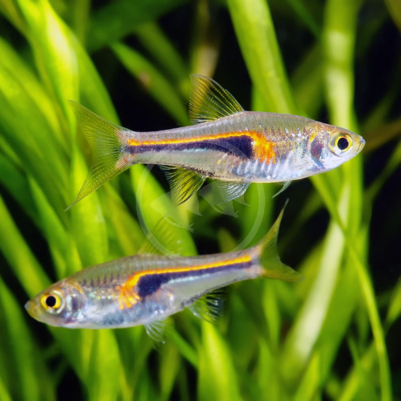 Hengeli Rasbora Rasbora