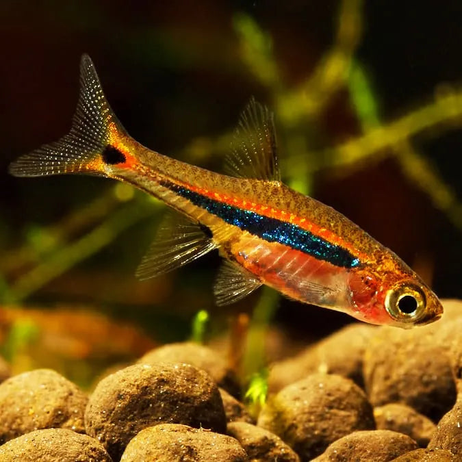 Least Rasbora Rasbora