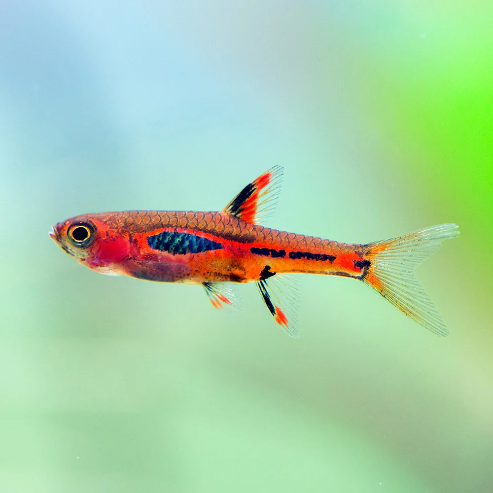 Merah Rasbora Rasbora