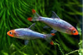 Sawbwa Rasbora Rasbora