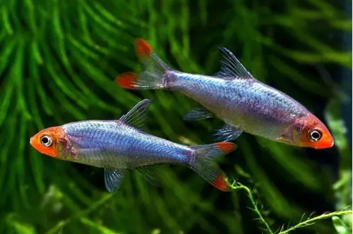 Sawbwa Rasbora Rasbora