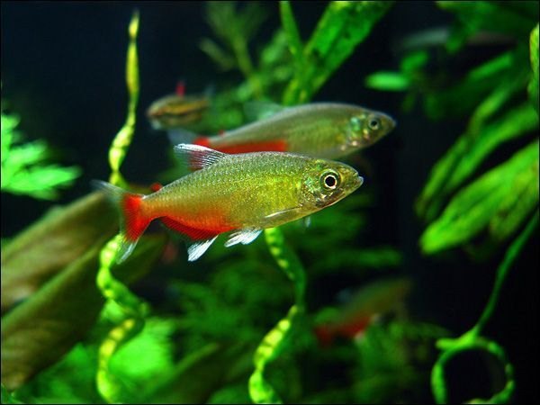 Rathbuni Tetra