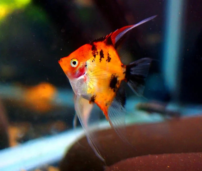 Super Red Koi Veiltail