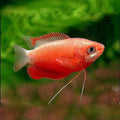 Red honey gourami