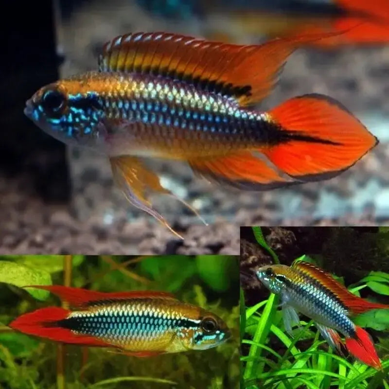 Apistogramma double red