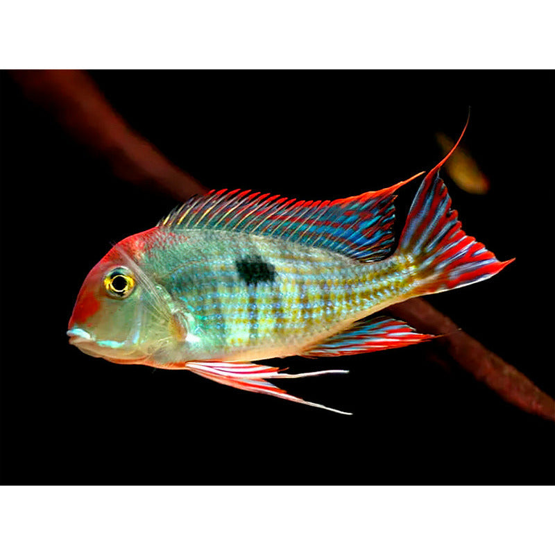 Red Head Tapojas