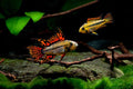 Apistogramma cacatuoides Triple Red