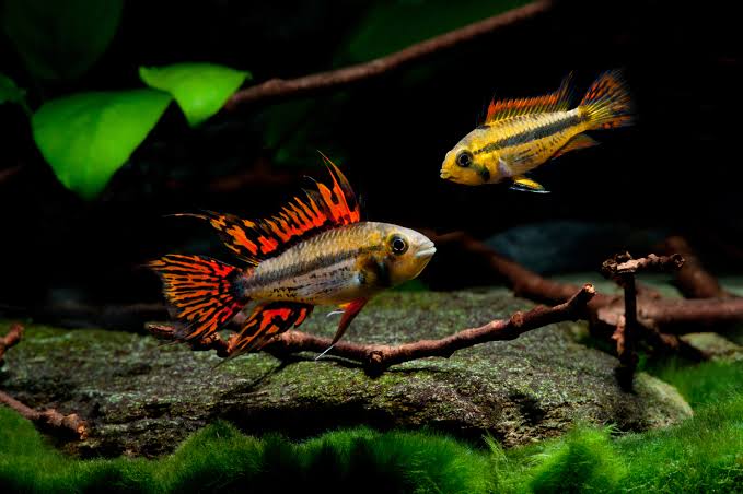 Apistogramma cacatuoides Triple Red