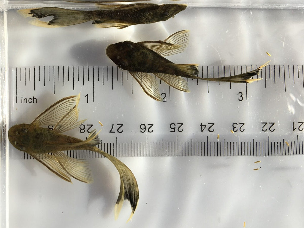 L144 Green dragon longfin [ 1.5 inches ]
