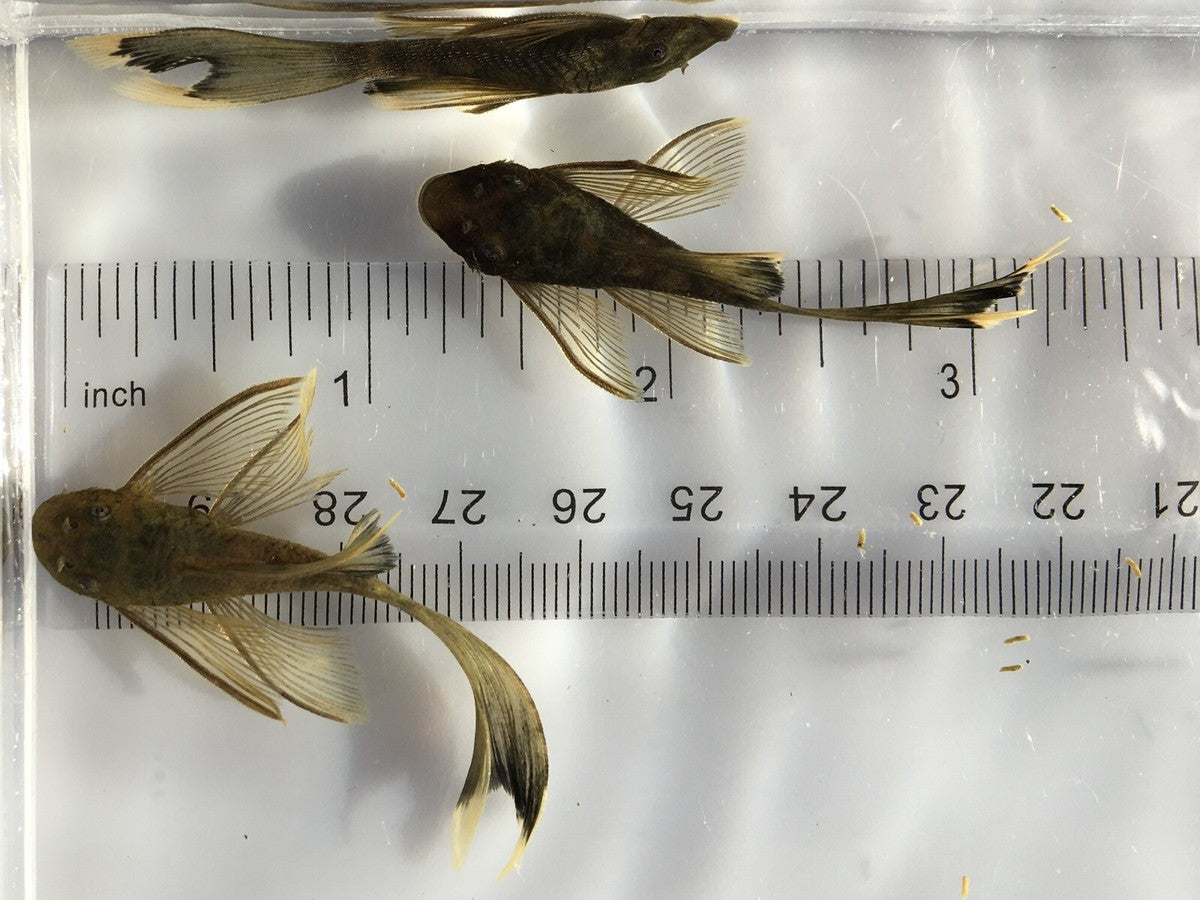 L144 Green dragon longfin [ 1.5 inches ]