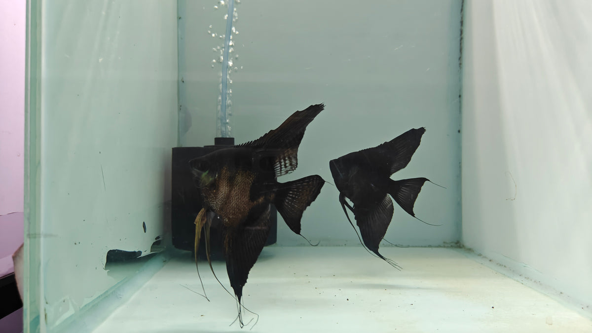 Black Angel pair